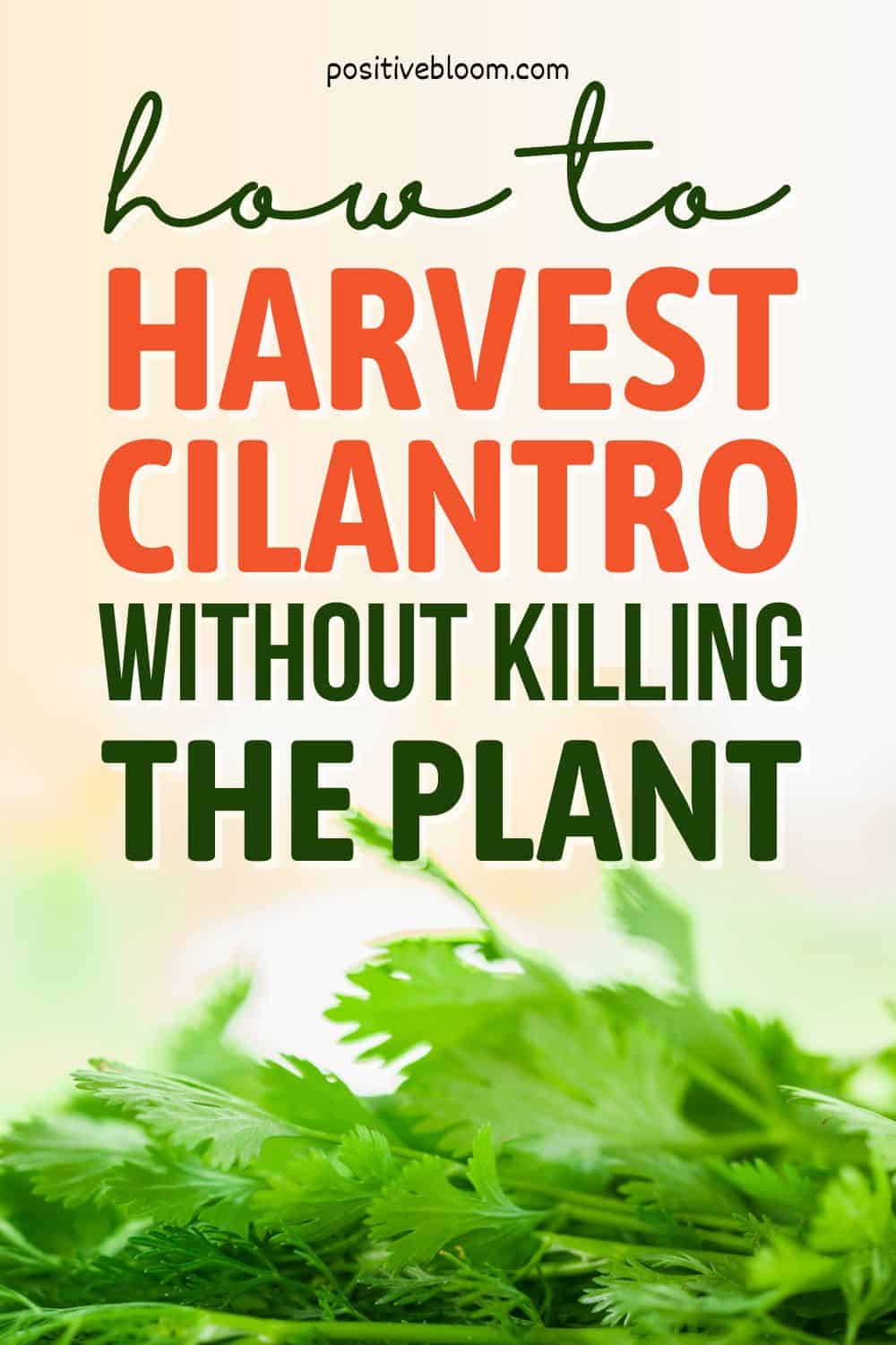 A Guide On How To Harvest Cilantro Without Killing The Plant Pinterest