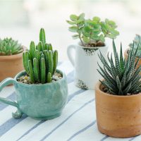 succulents in pots