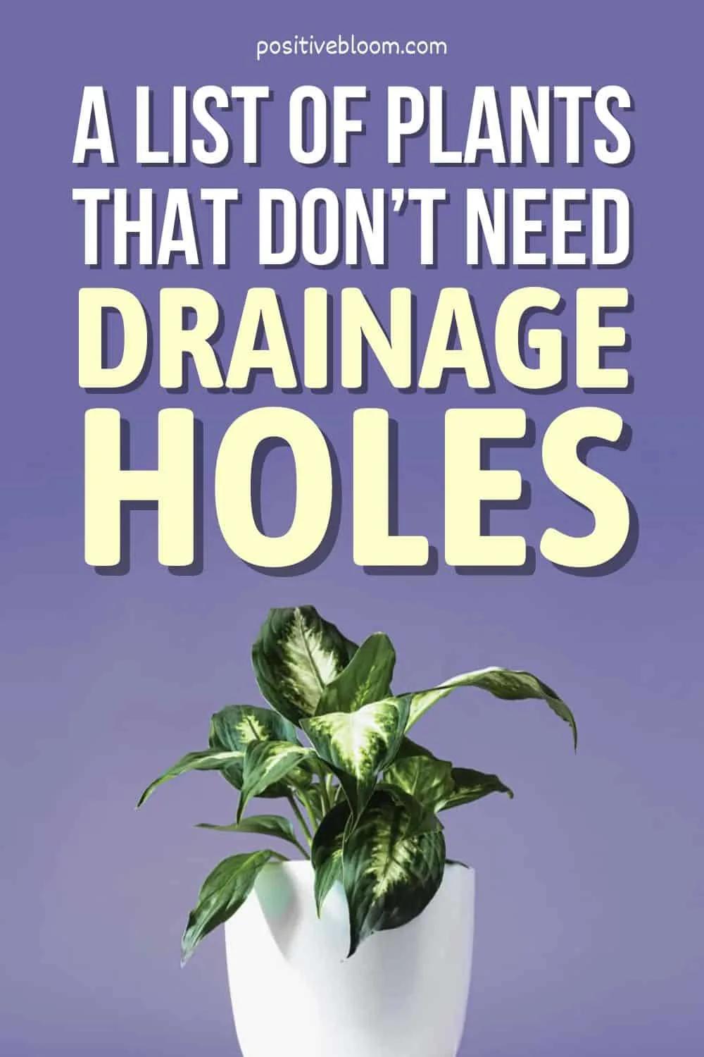 A List Of Plants That Don’t Need Drainage Holes Pinterest