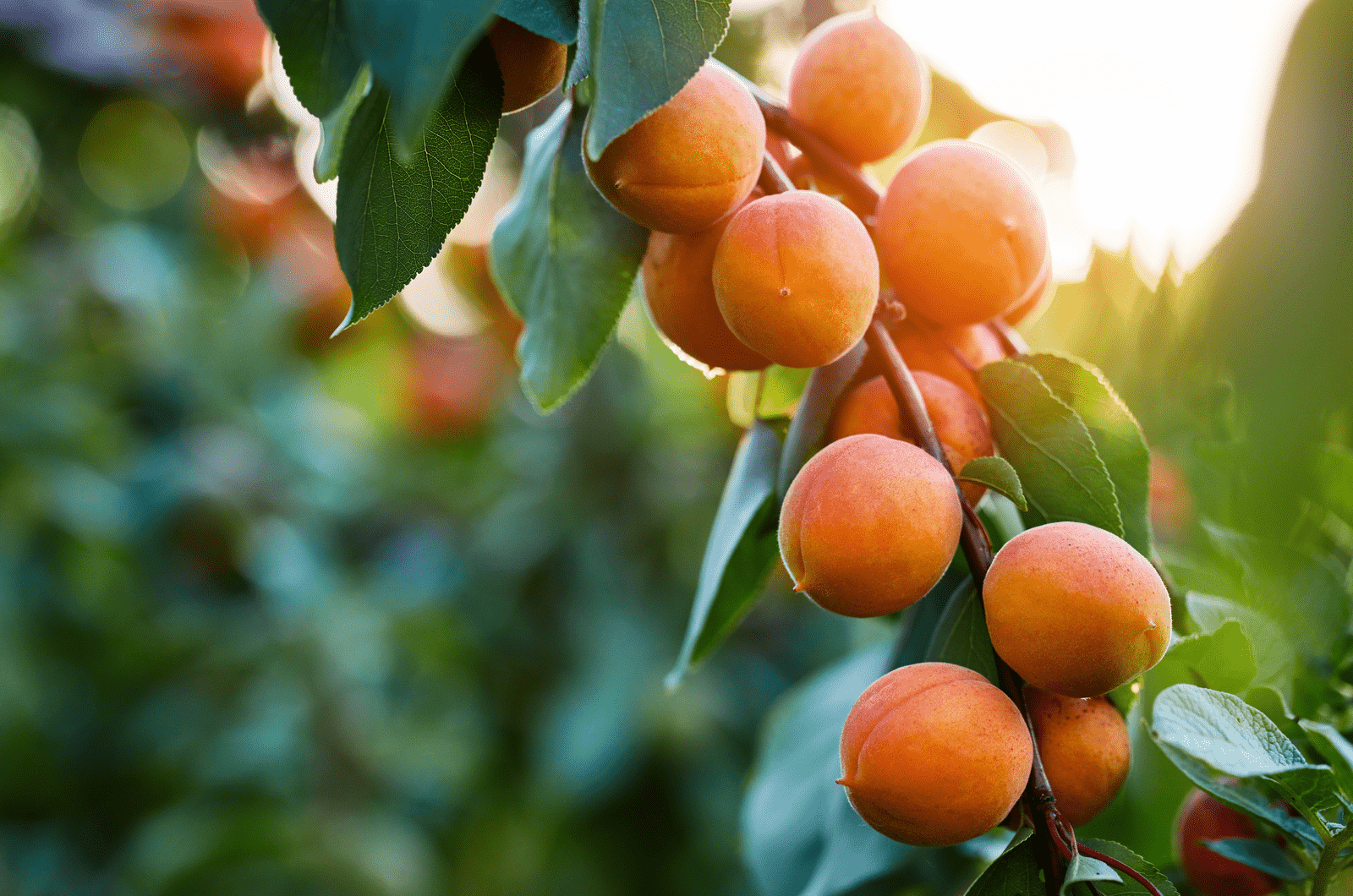 A bunch of ripe apricots branch in sunlight