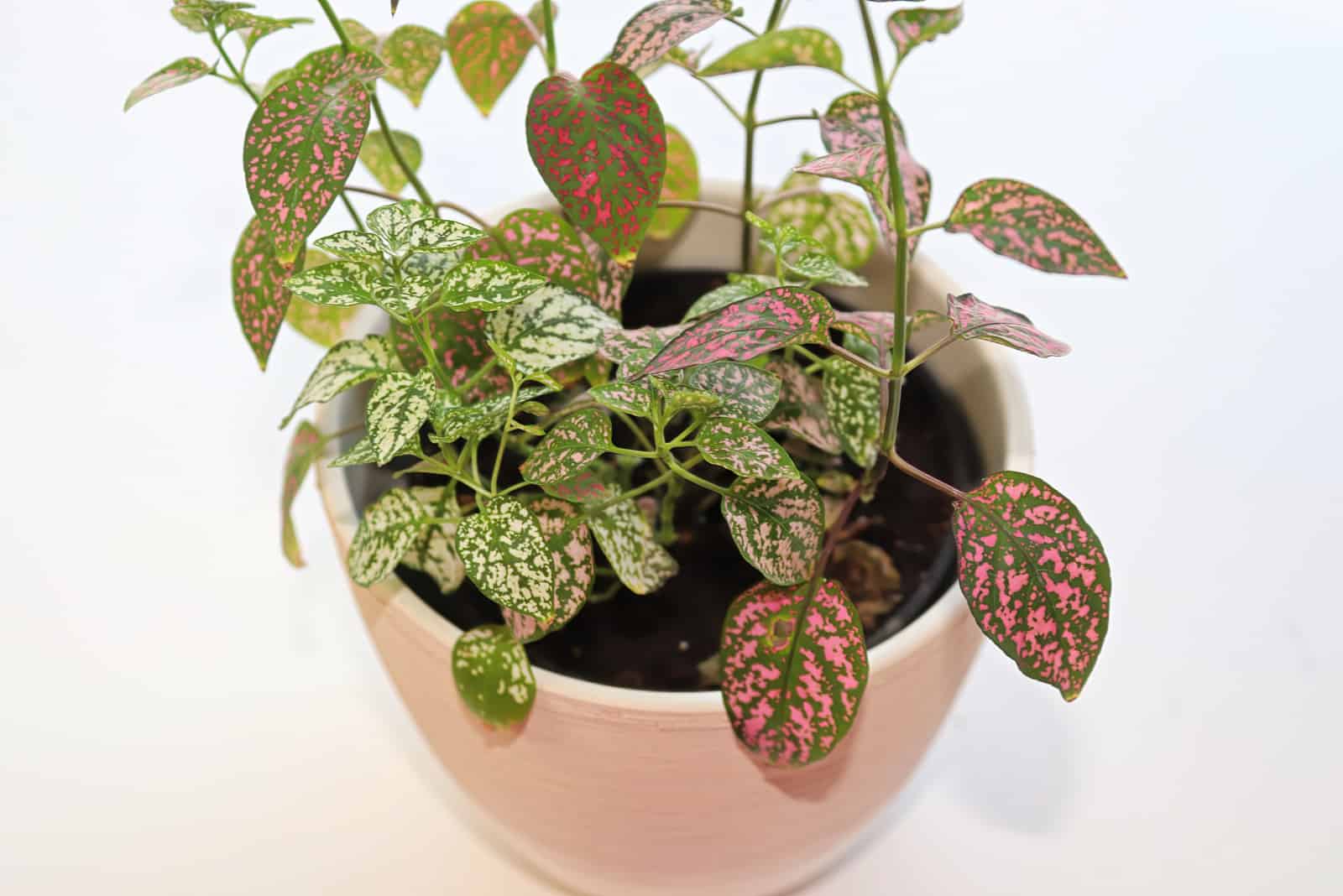 A multicolored polka dot plant in a white pot on a table