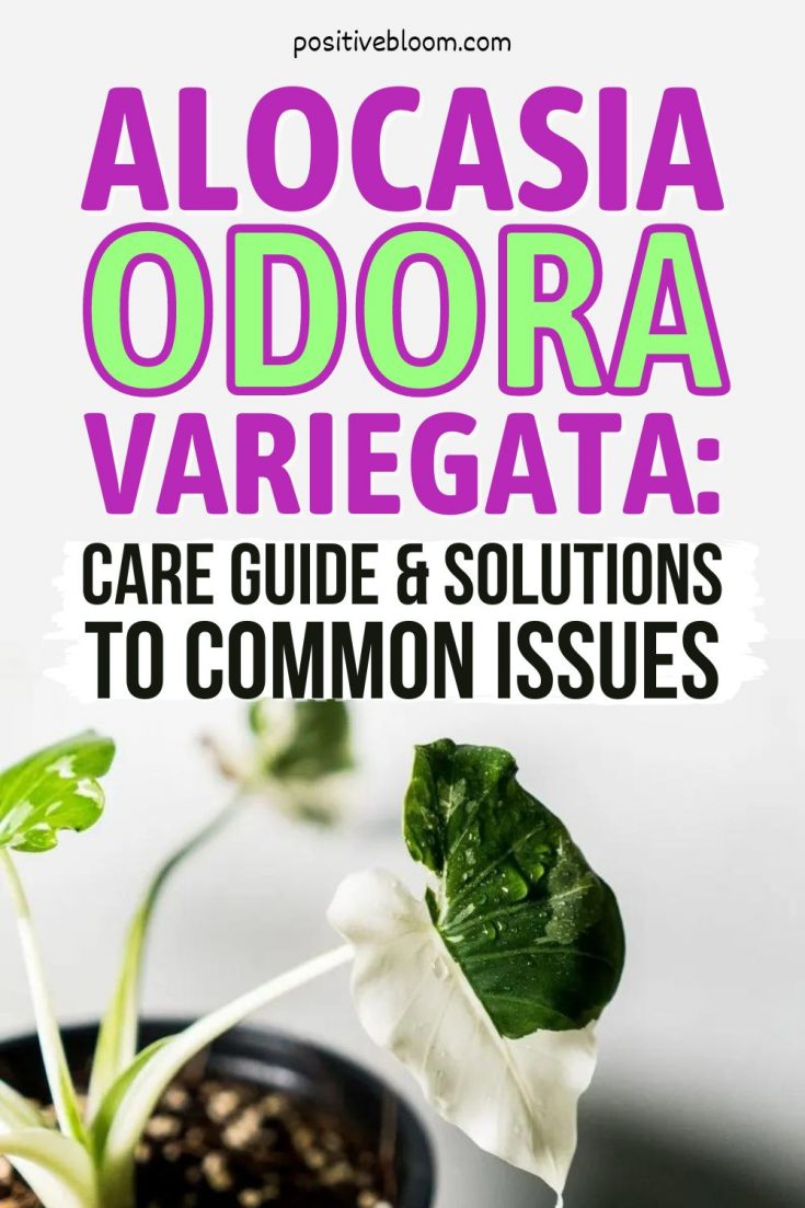 How To Take Care Of Alocasia Odora Variegata: Complete Care Guide