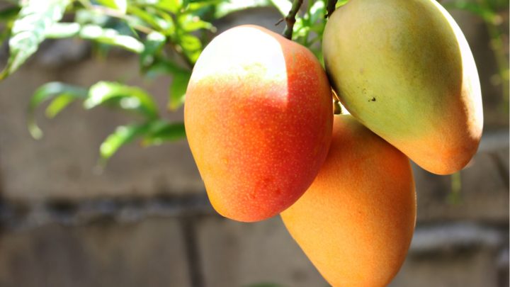 Are Mango Trees Evergreen? A Guide To Mango Cultivation