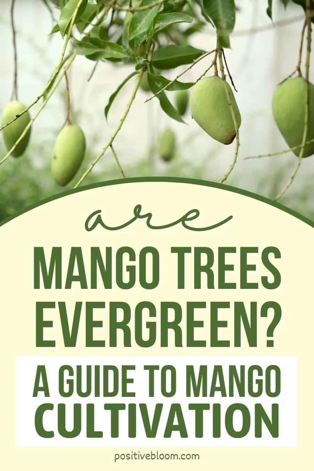 Are Mango Trees Evergreen A Guide To Mango Cultivation Pinterest