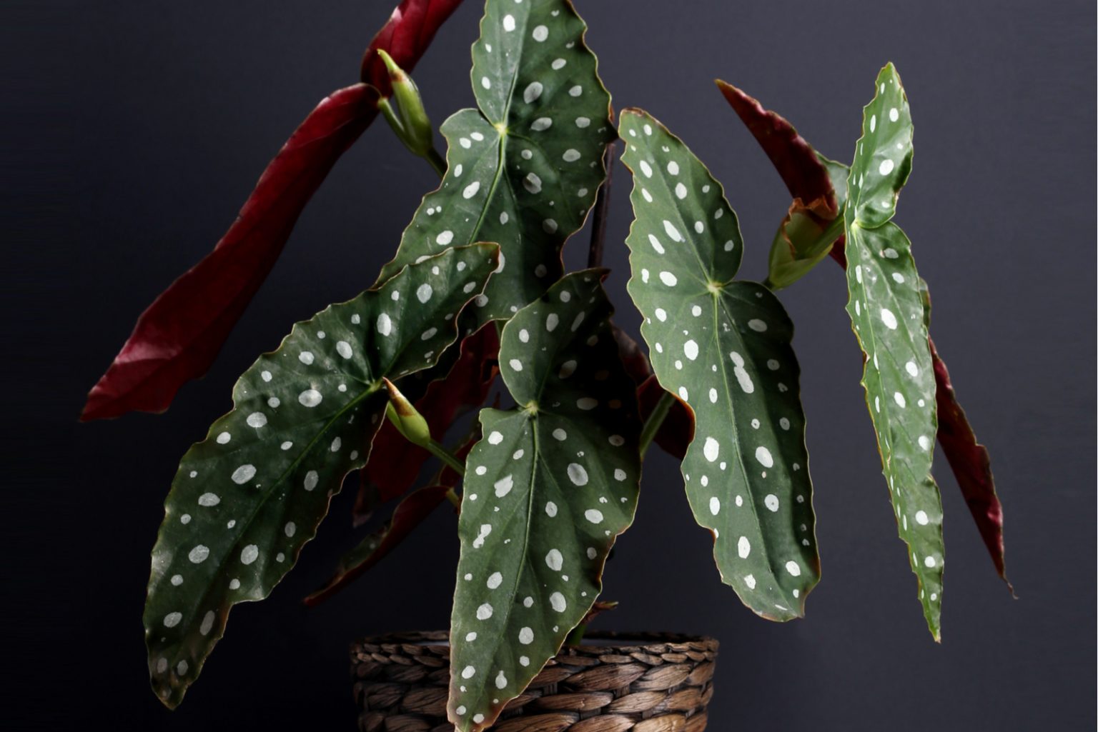 How And When To Propagate Begonia Maculata? Best Methods