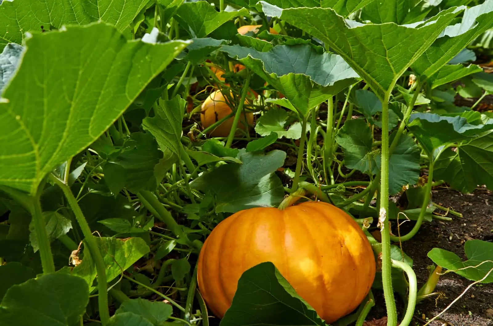 How Many Pumpkins Per Plant?