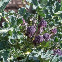Purple Sprouting Broccoli 'Red Arrow'