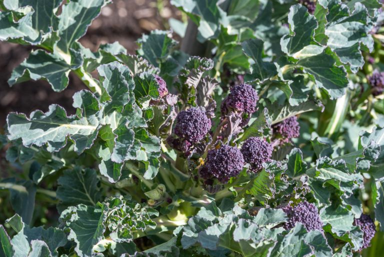 Purple Sprouting Broccoli 'Red Arrow'