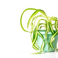 bonnie curly spider plant