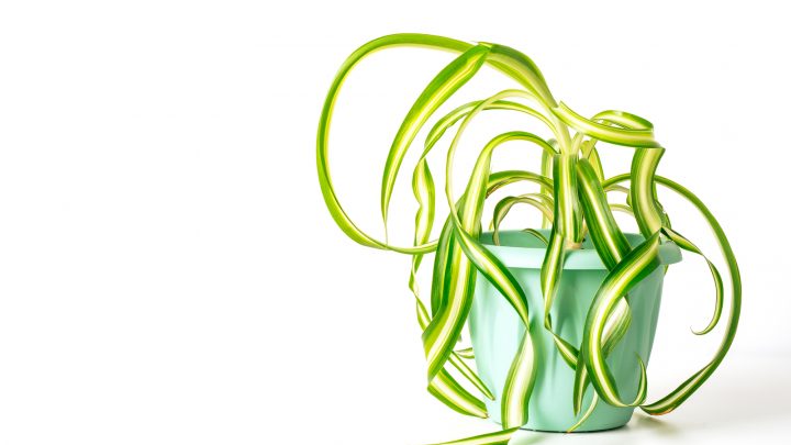Bonnie Curly Spider Plant: The Ultimate Care Guide