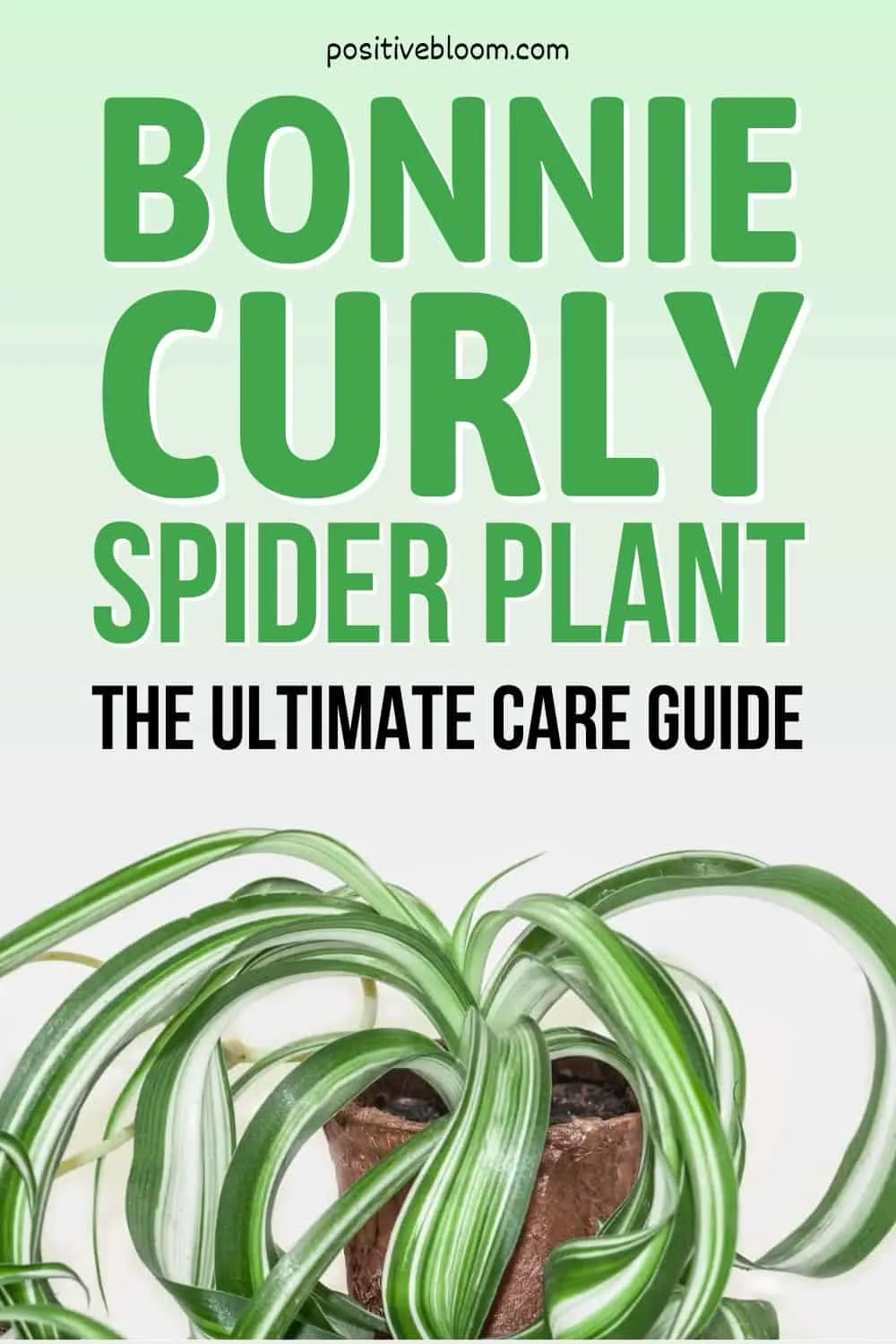 Bonnie Curly Spider Plant The Ultimate Care Guide Pinterest