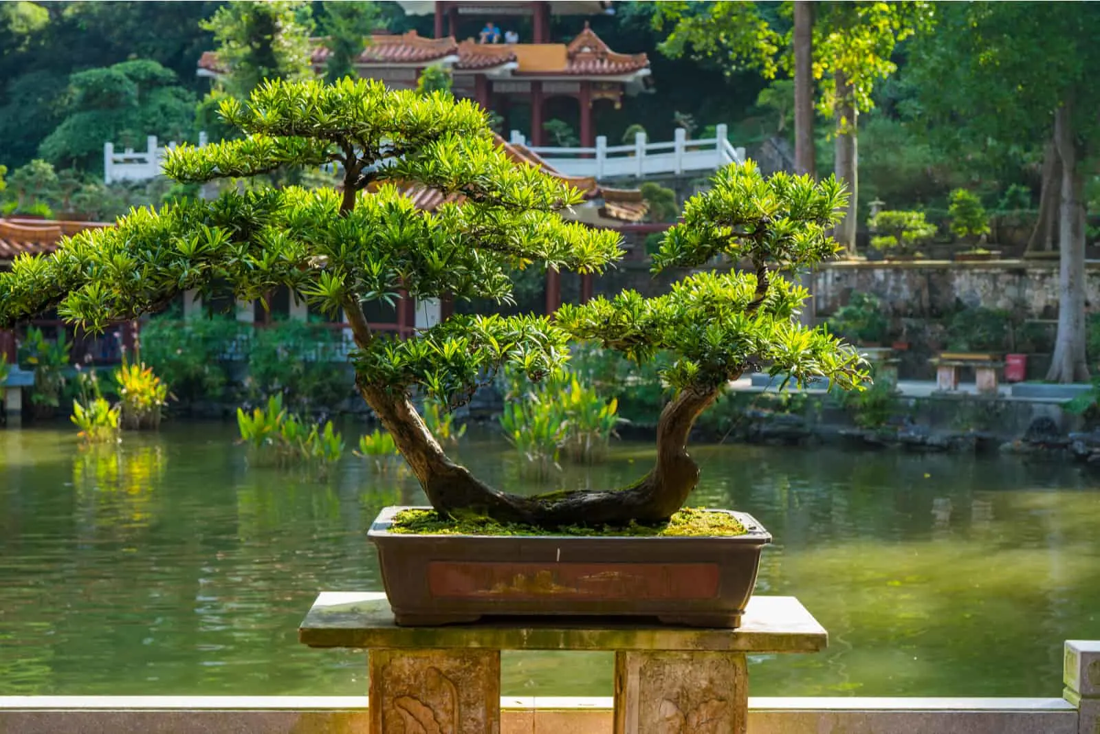 Bonsai Trees in a pot in the park