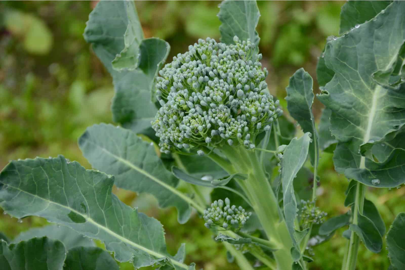 Broccoli in garden