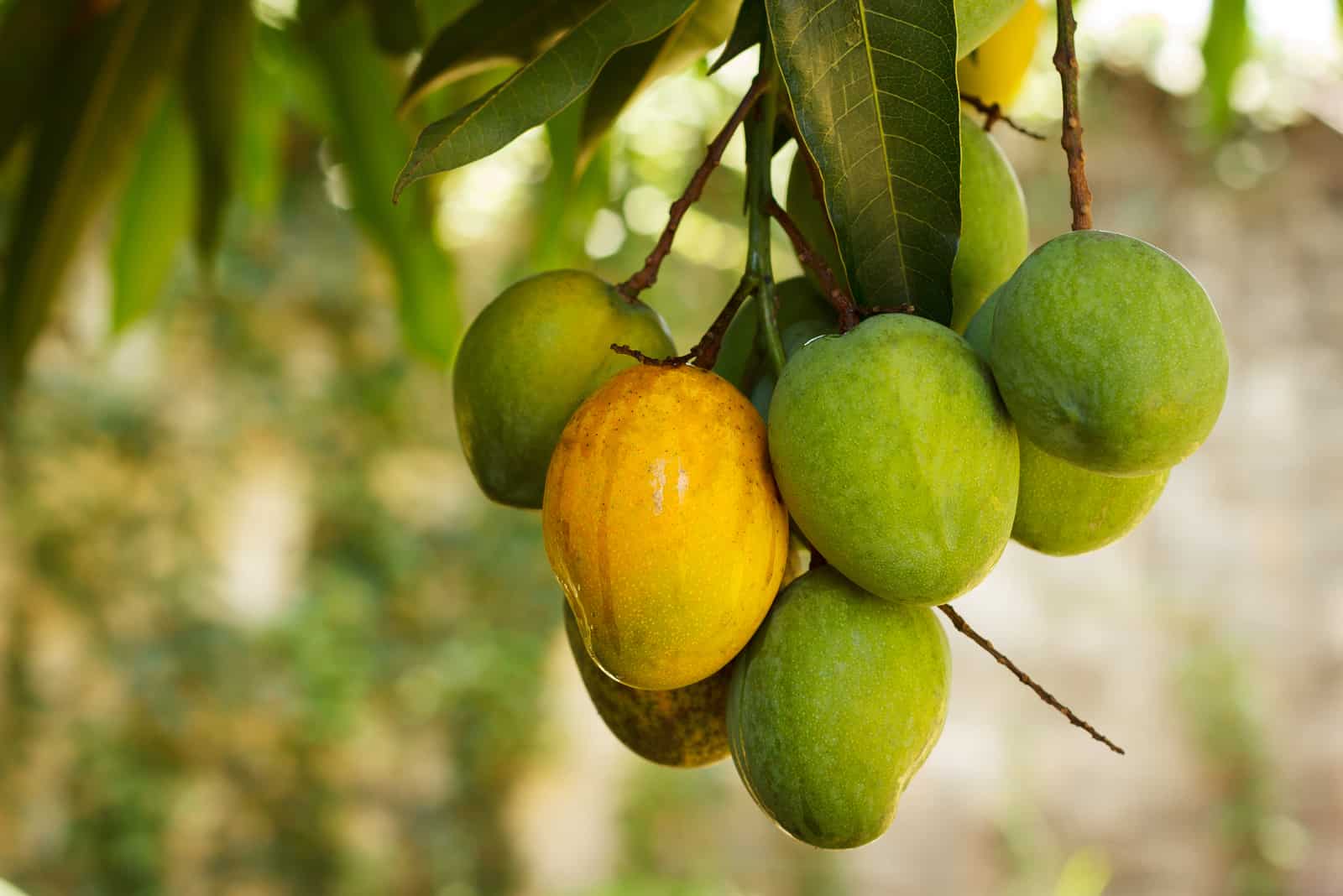 Bunch of green and ripe orange mango on tree