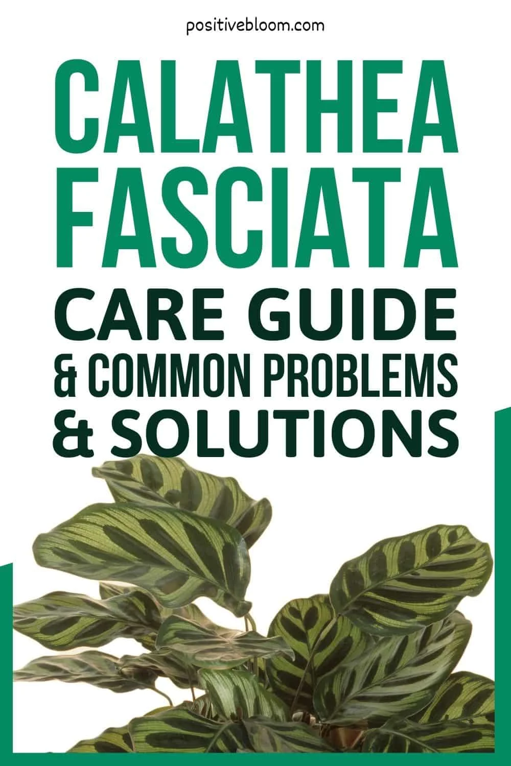 Calathea Fasciata Care Guide, And Common Problems & Solutions Pinterest