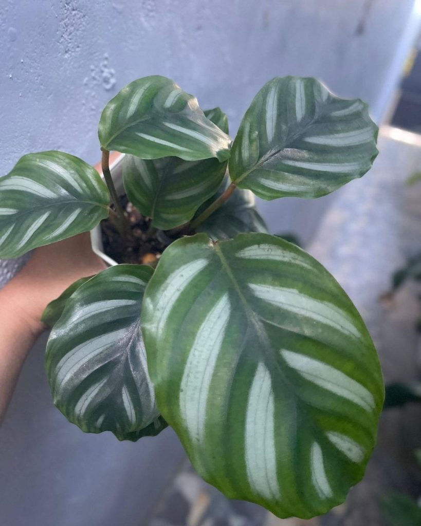 Calathea Fasciata: Care Guide, And Common Problems & Solutions