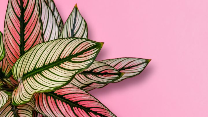 Calathea Ornata: Features, Care Guide, And Common Problems