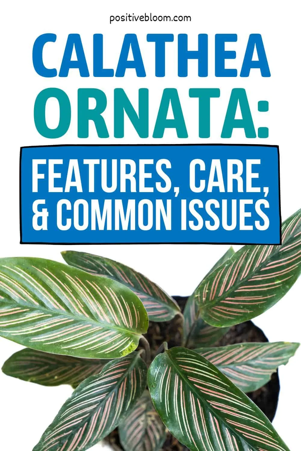 Calathea Ornata Features, Care Guide, And Common Problems Pinterest