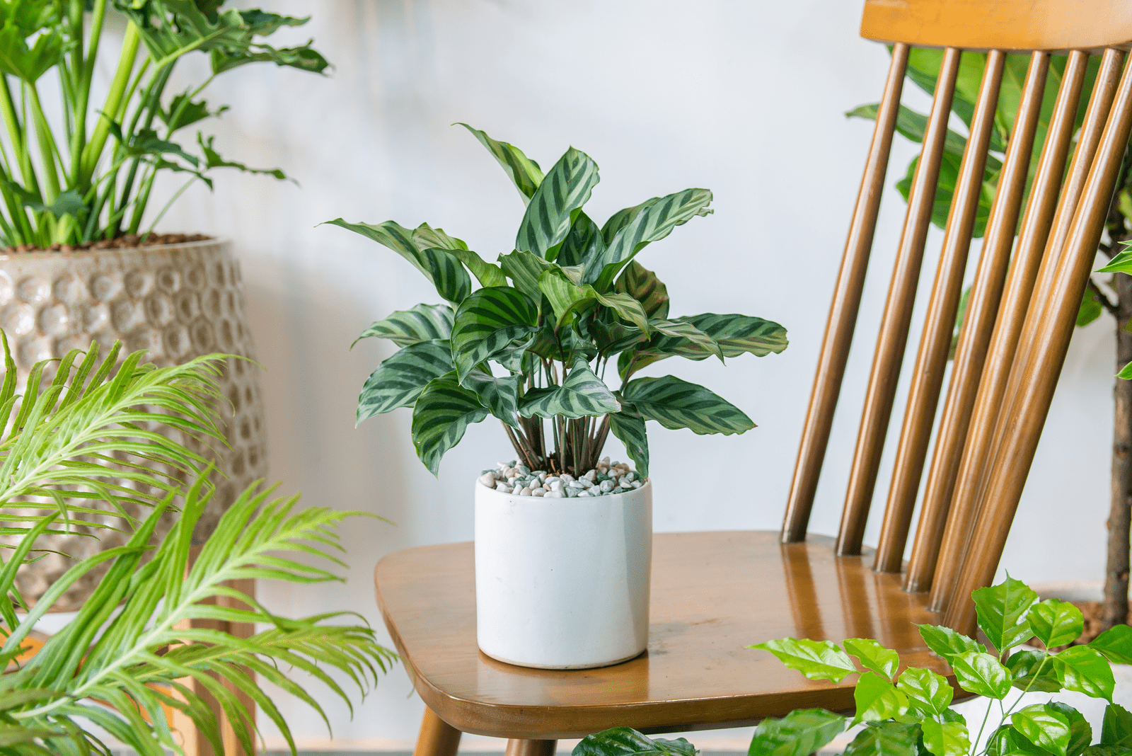 Calathea in a white pot on a wooden chair