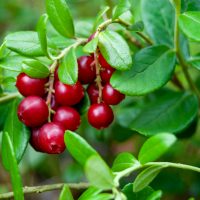 cranberry plant