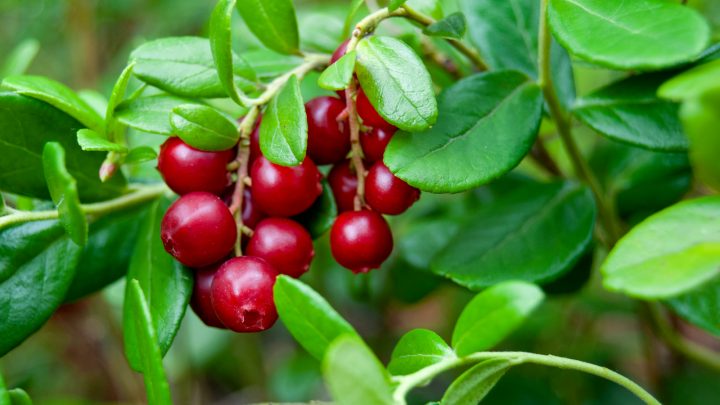 Check Out 17 Plants That Don’t Like Mushroom Compost