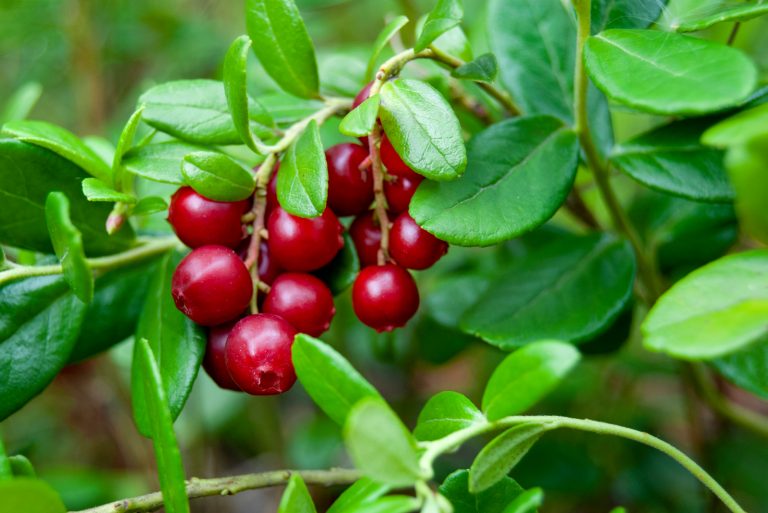 cranberry plant