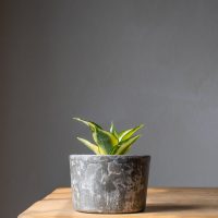 little snake plant in pot