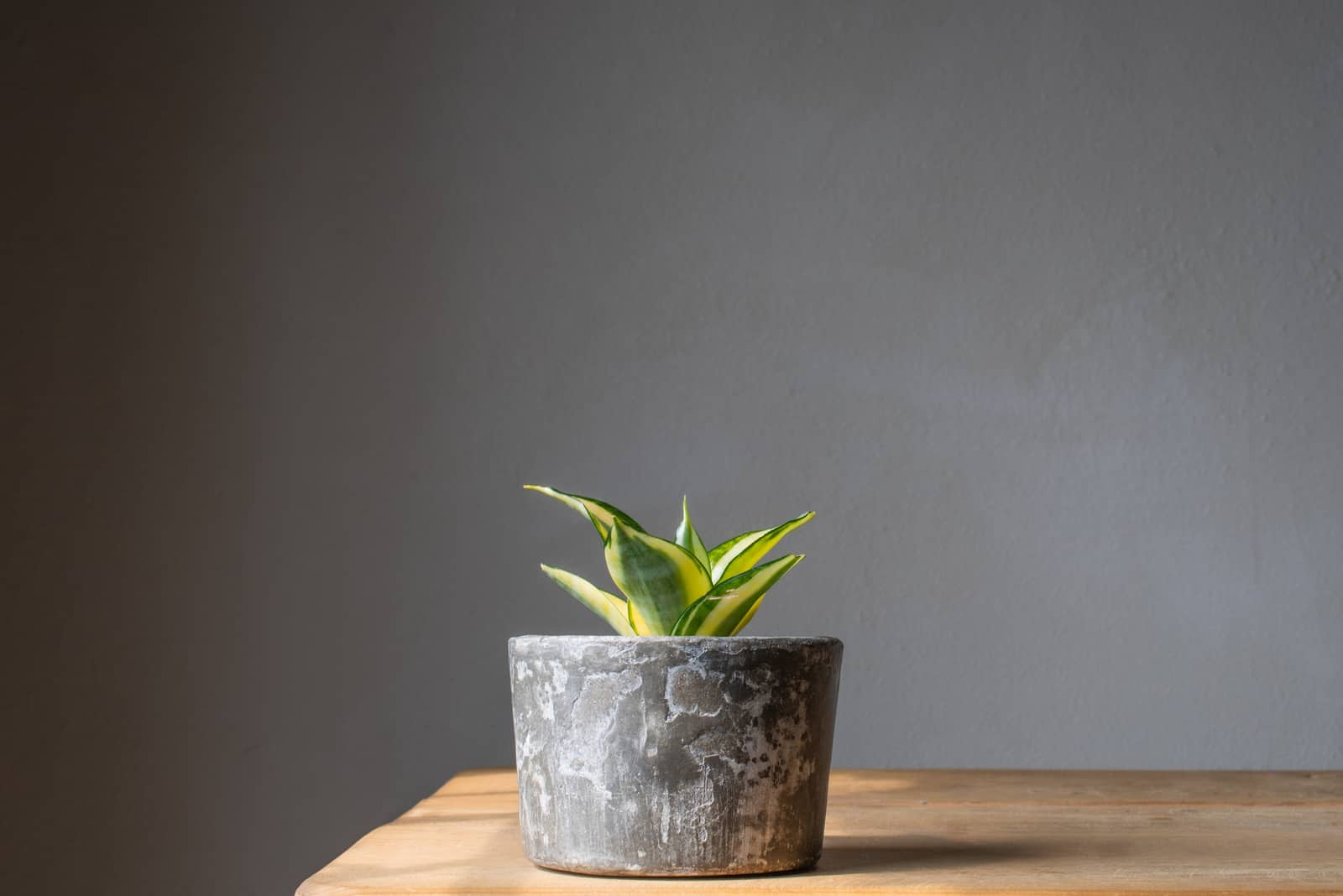 Check These 11 Causes & Solutions Of Your Snake Plant Not Growing