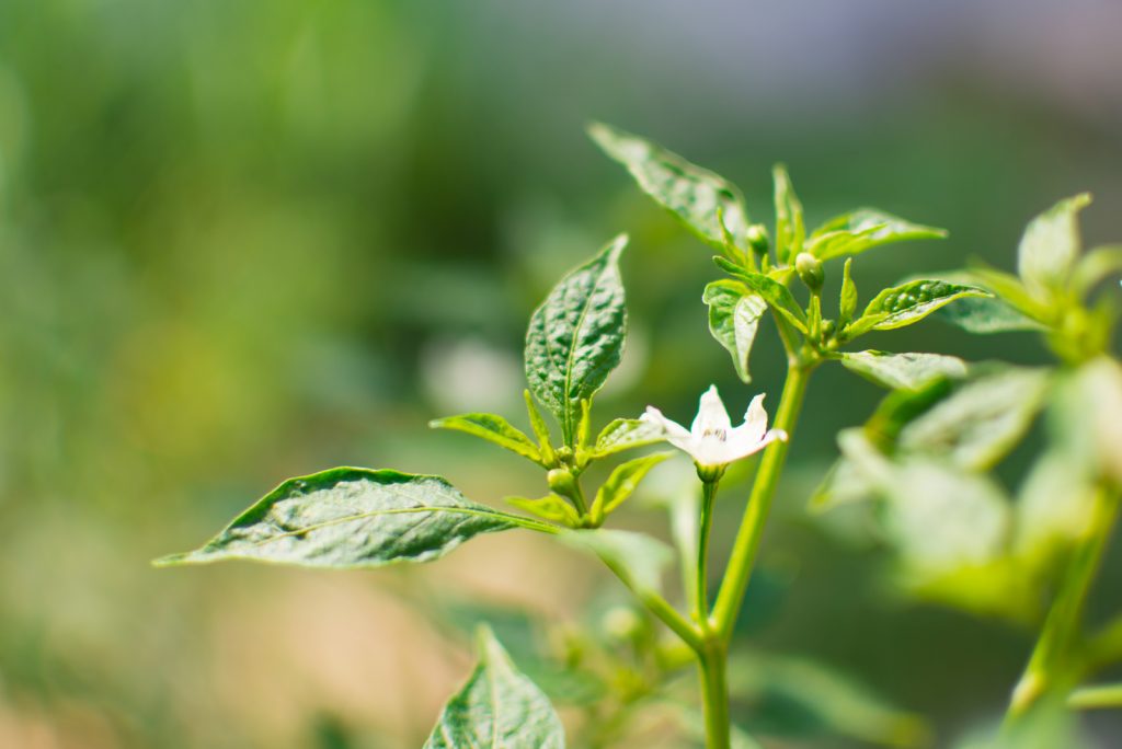 The Chilli Plant Growing Stages All You Need To Know