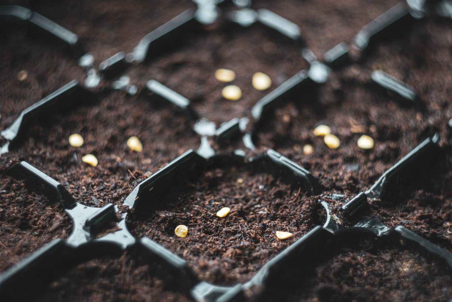 The Chilli Plant Growing Stages All You Need To Know