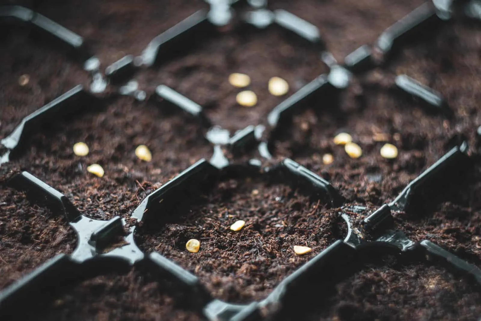 Chilli seeds in soil