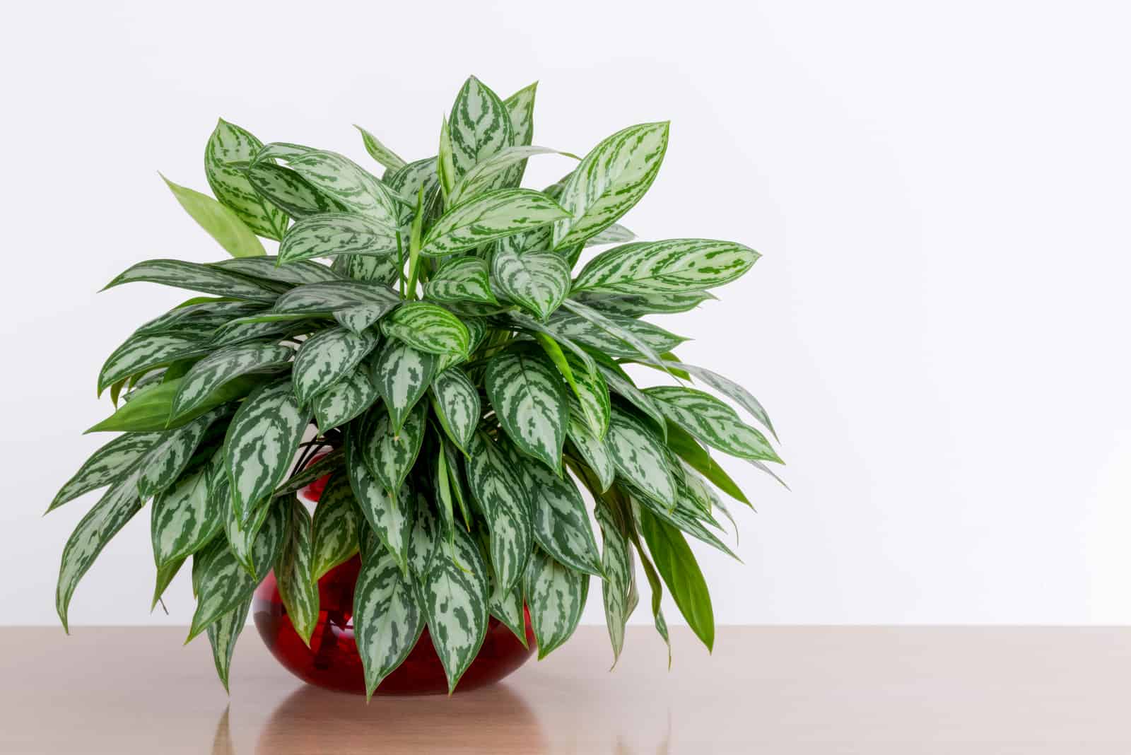 Chinese Evergreen Indoor Plant