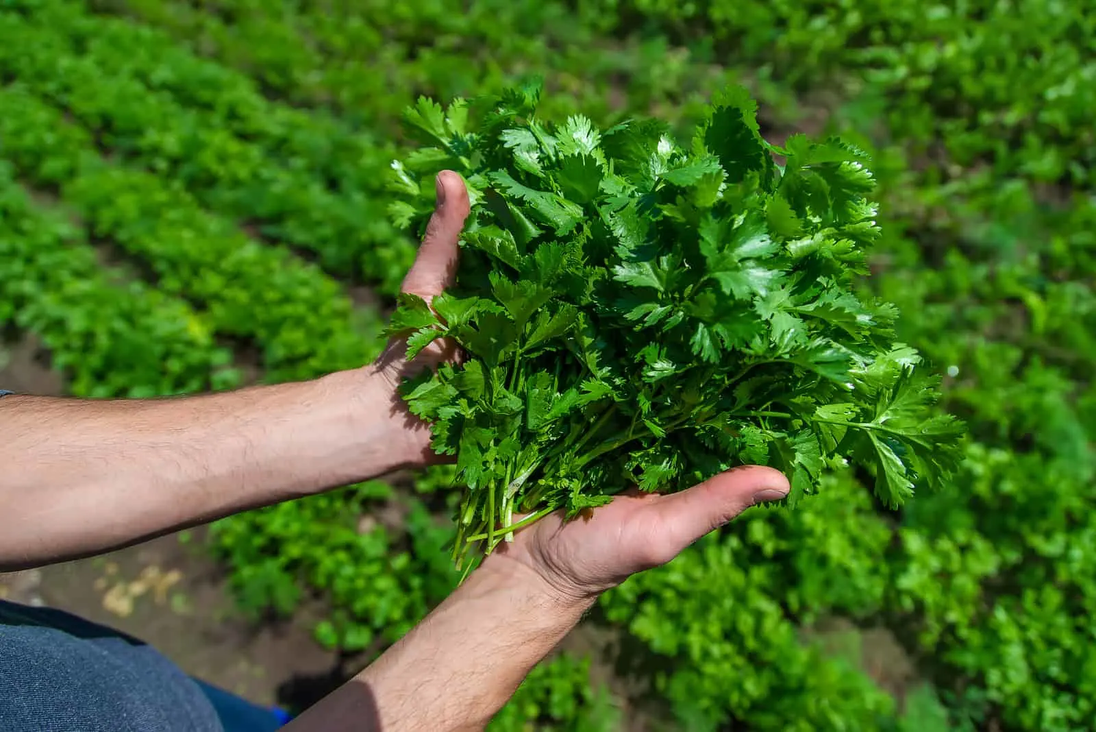 Cilantro in the hands of a man in the garden