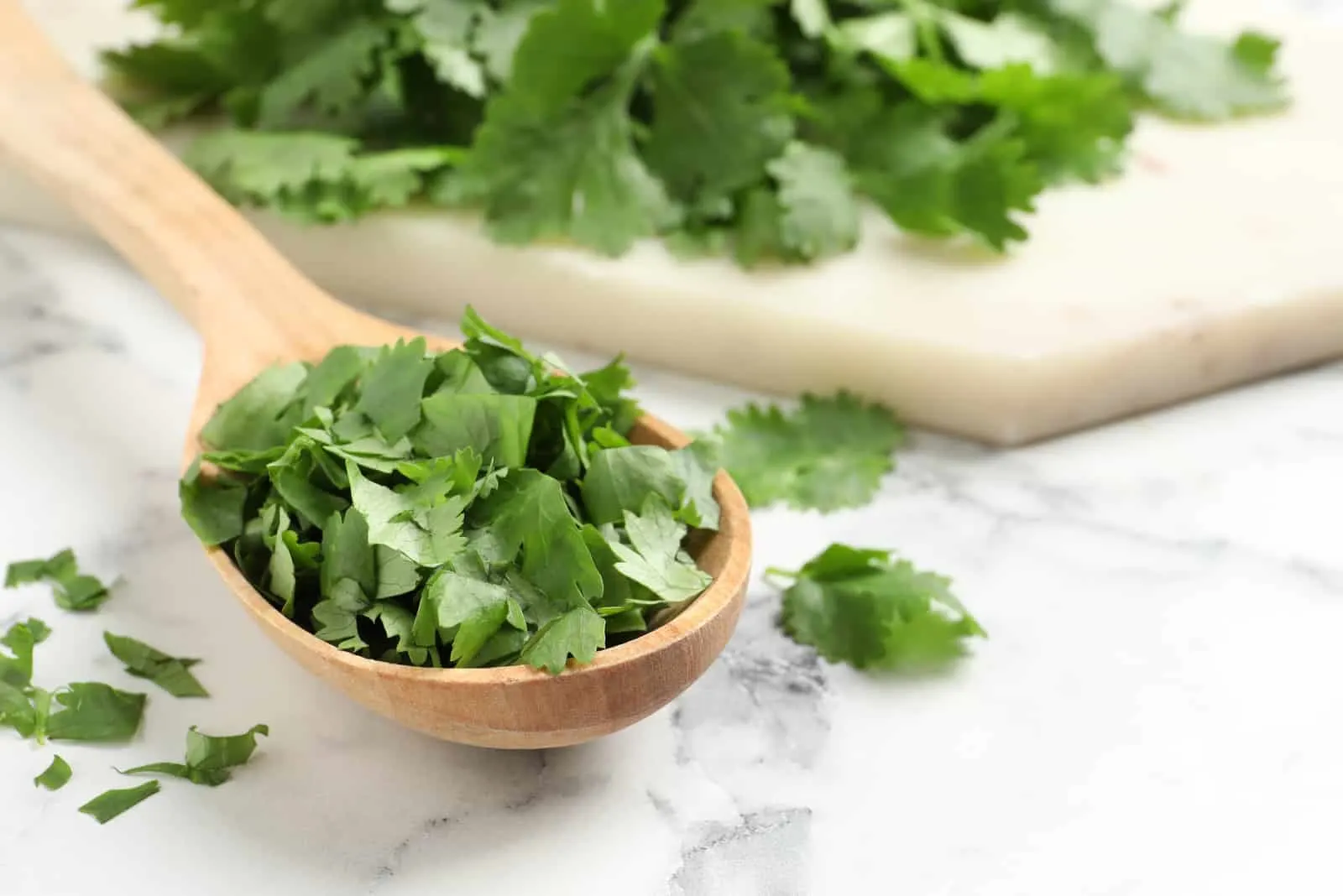 Cut fresh green cilantro and wooden spoon on white marble table