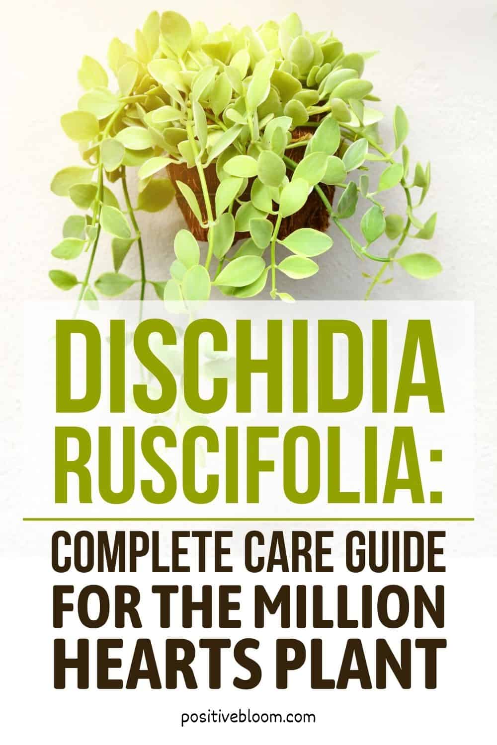 Dischidia Ruscifolia Complete Care Guide For The Million Hearts Plant Pinterest