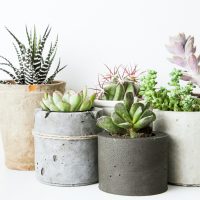 succulents in pots