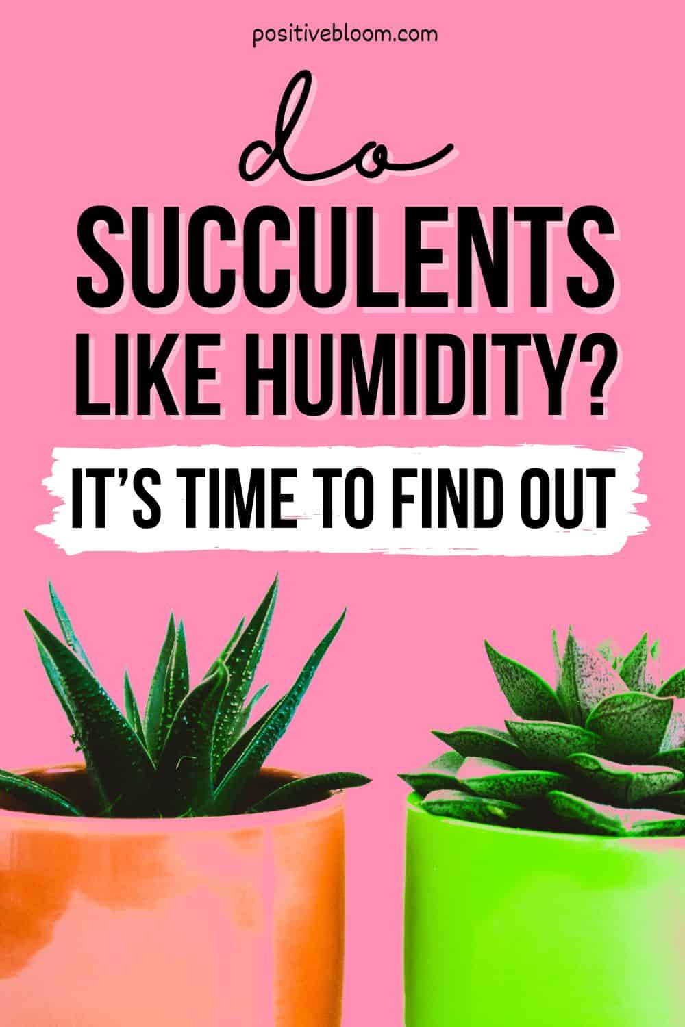Do Succulents Like Humidity It’s Time To Find Out Pinterest