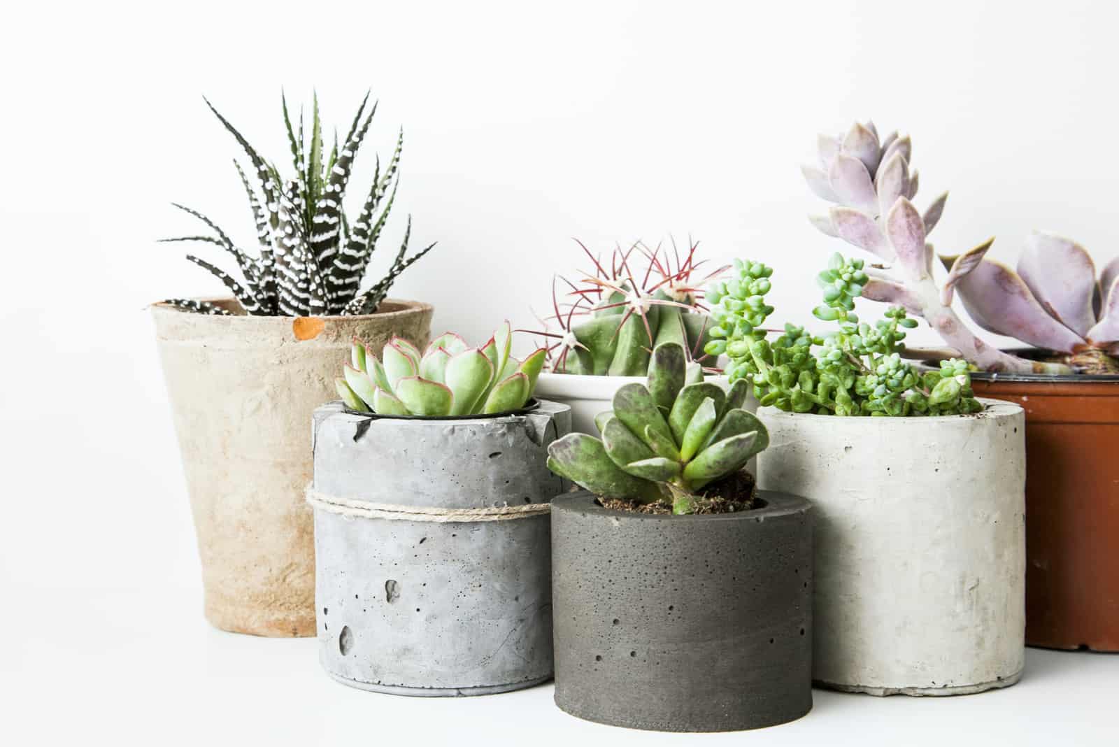 Do Succulents Like Humidity? It’s Time To Find Out