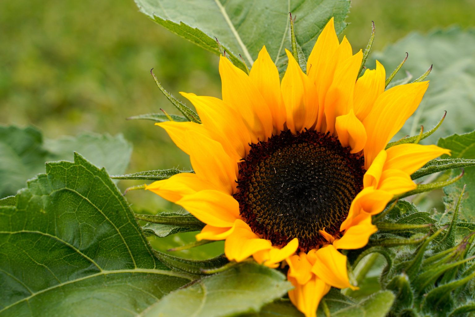 Do Sunflowers Like Coffee Grounds? All The Answers Right Here