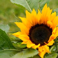 close shot of sunflower