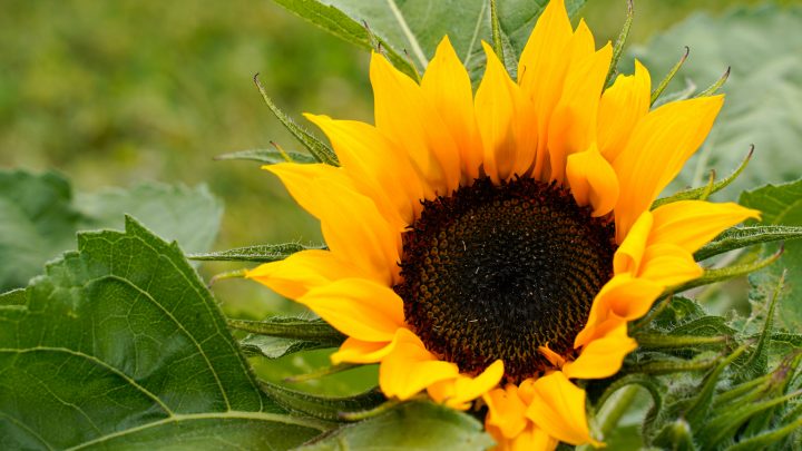 Do Sunflowers Like Coffee Grounds? All The Answers Right Here