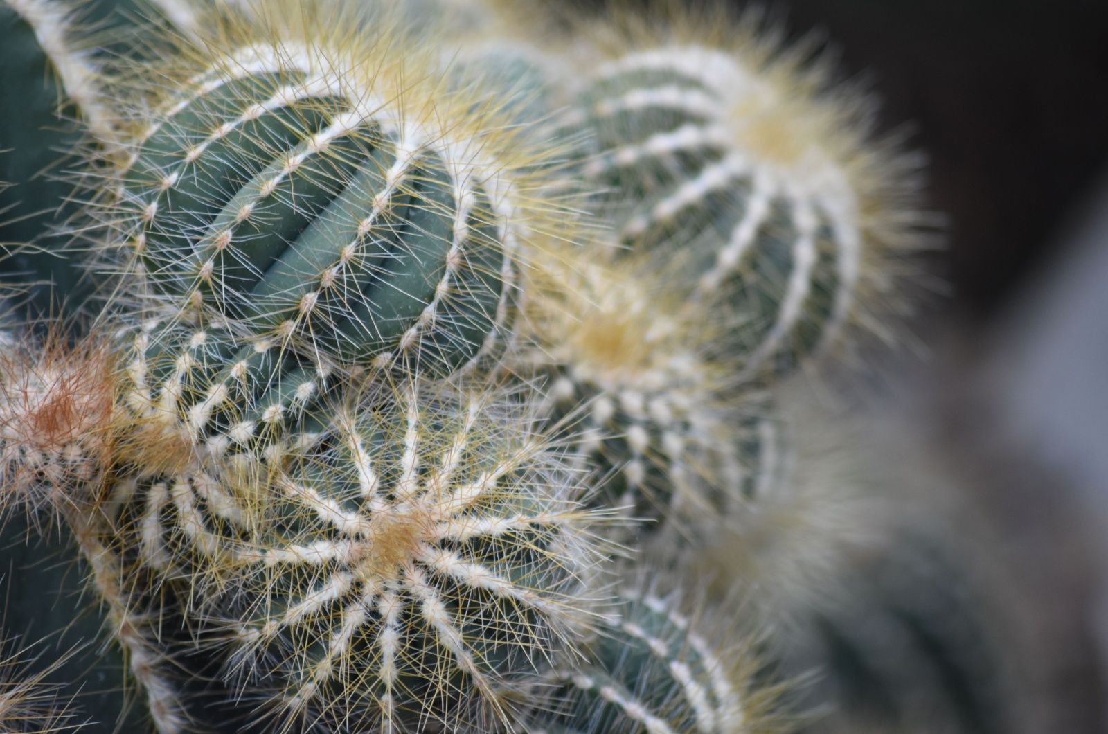 Drought Tolerant Cacti