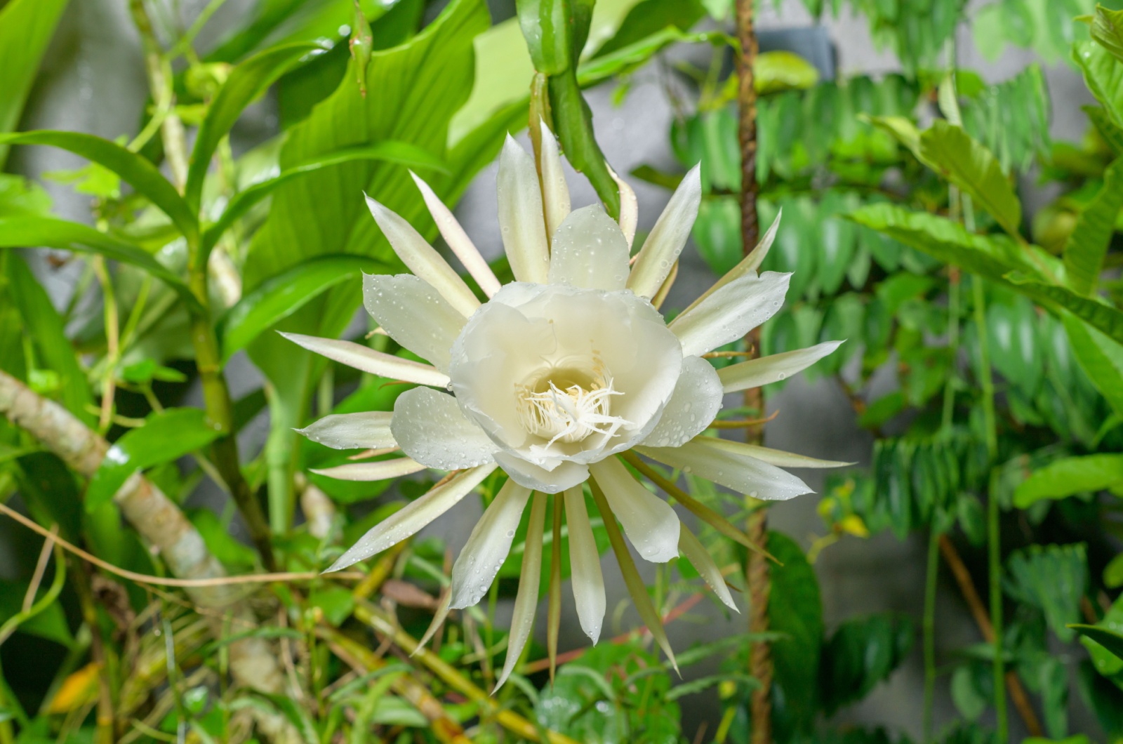 Epiphyllum