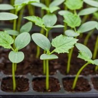 cucumber seedlings in pots for plants