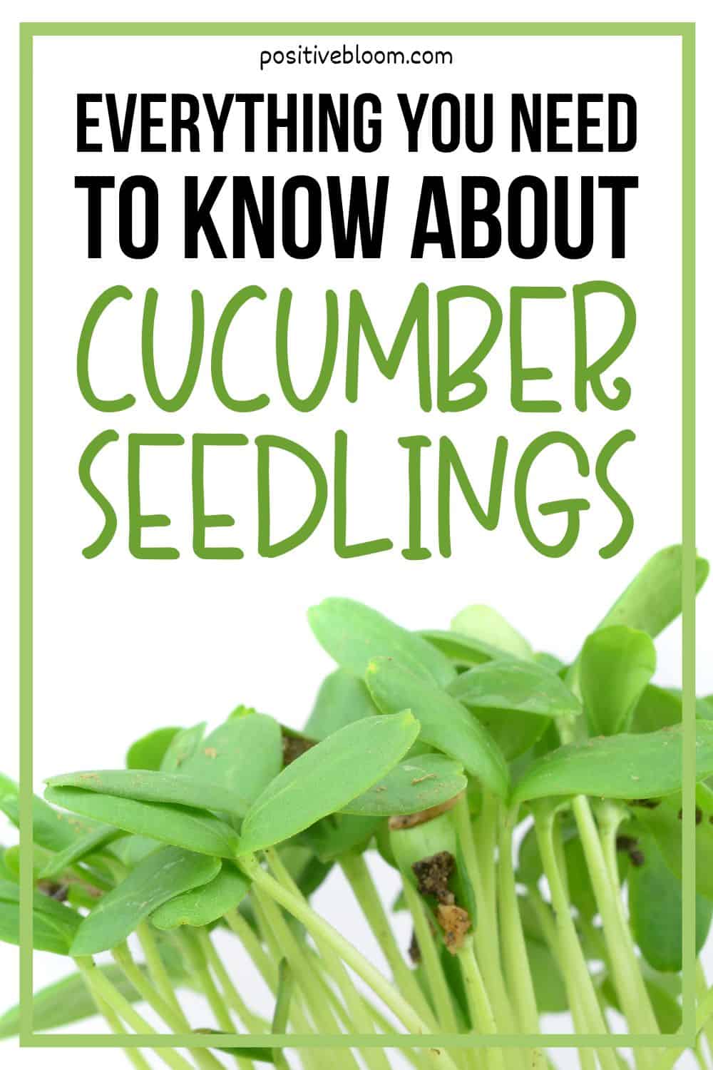 Everything You Need To Know About Cucumber Seedlings Pinterest