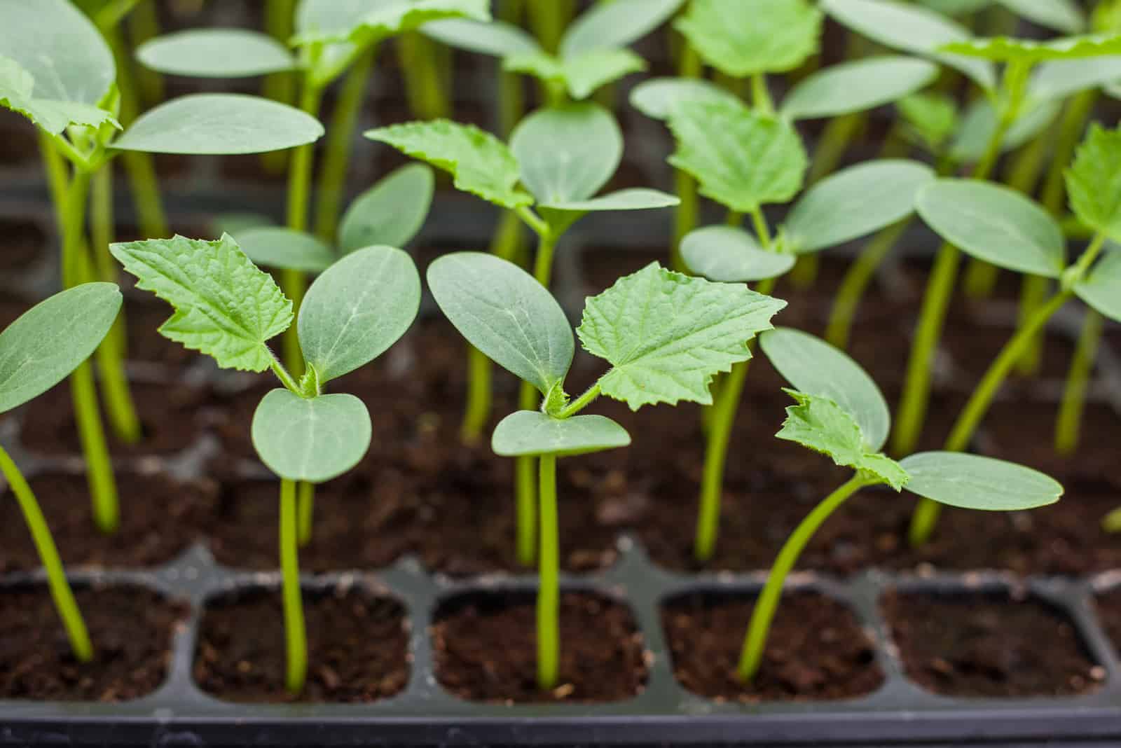 Everything You Need To Know About Cucumber Seedlings