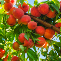 ripe peaches on the tree in garden
