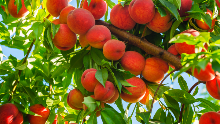 Everything You Need To Know About Peaches In Season