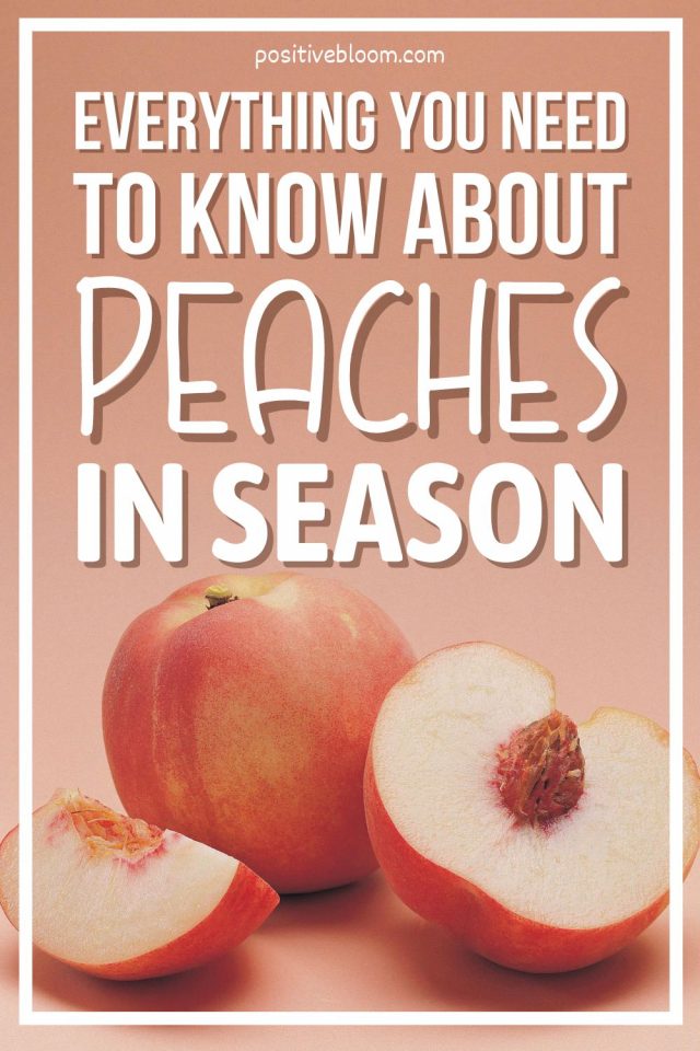 Everything You Need To Know About Peaches In Season