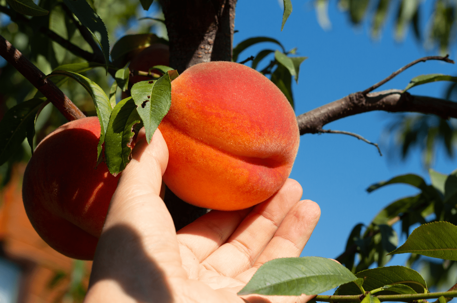 Female hand touching fresh ripe peach on branch of peach tree